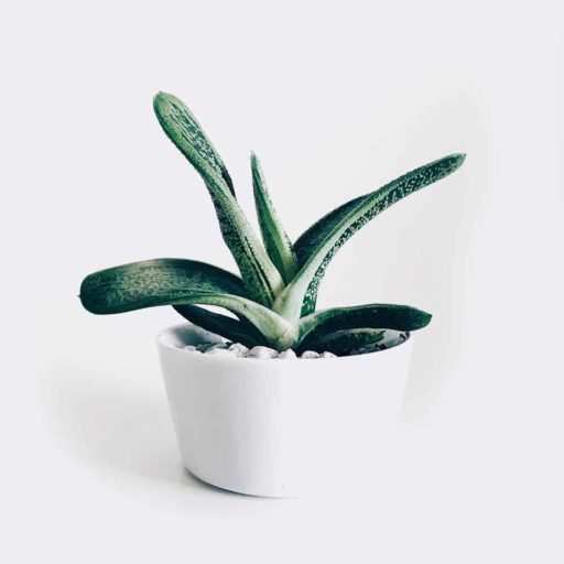 Test Purchase